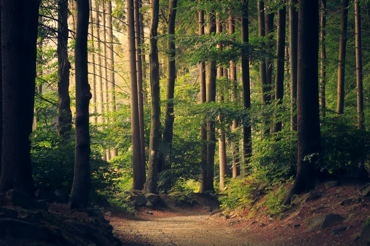 Sunlight falling across a forest